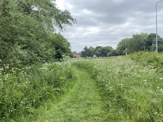 The Lollycocks Field meadow path after mowing by one of the volunteers. The path divides an area of discrete woodland fringed by Cow Parsley and a meadow of perennial herbs and grasses including Cow Parsley, Oxeye Daisy, Meadow cranes-bill and Common Knapweed. All of which are or will eventually follow on from the meadows earliest flowering perennial Cowslip. The meadow is fringed to the right by the now well established wildlife hedge planted in 2022