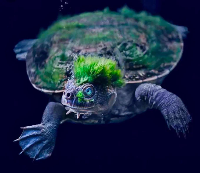 Mary River Turtle