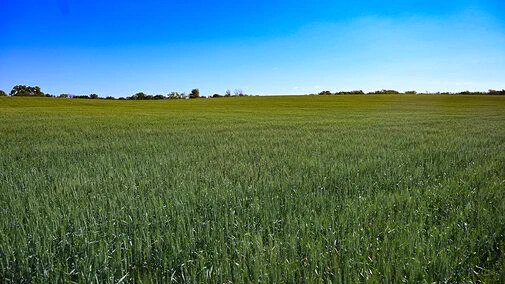 green wheat field with slight yellowing symptoms of mosaic virus