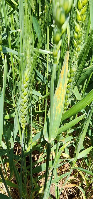 closeup of wheat leaf with yellow blotching