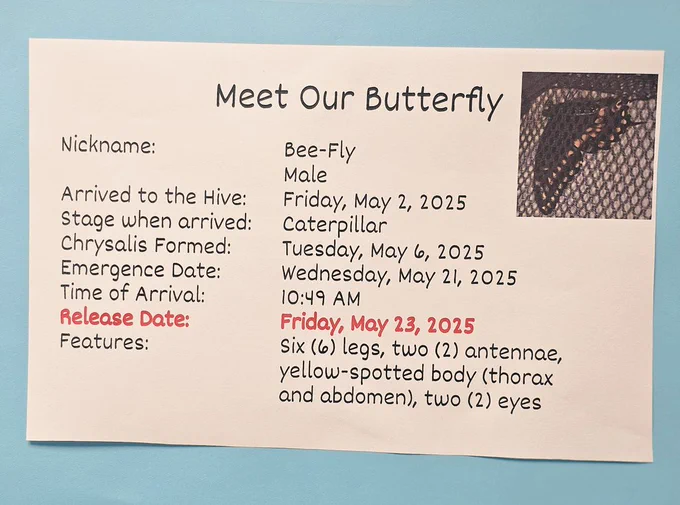 Information about Bee- Fly with a photo of him in the upper right hand corner of the image