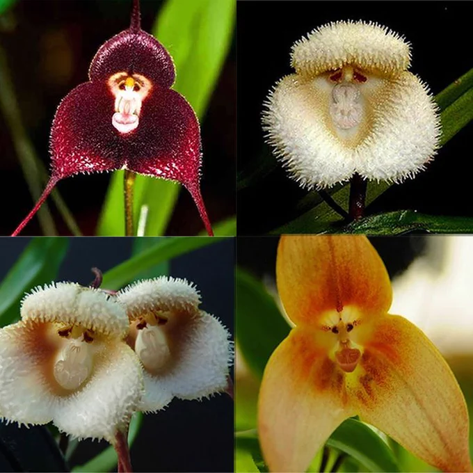 Rare Monkey Orchids
pinterest.com