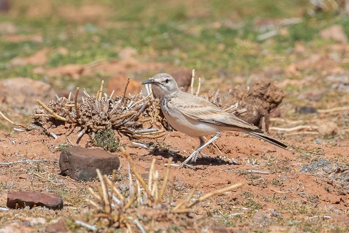 Greater Hoopoe Lark