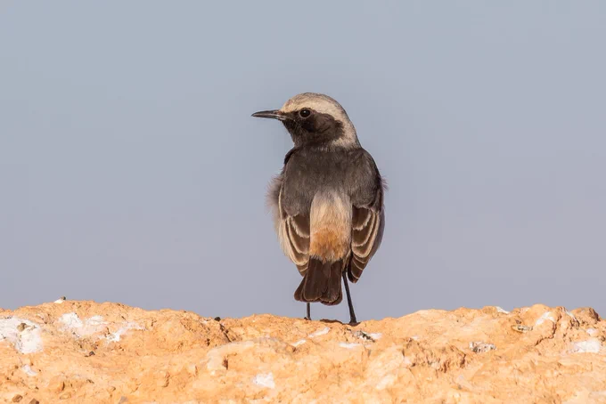 Red-rumped Wheatear