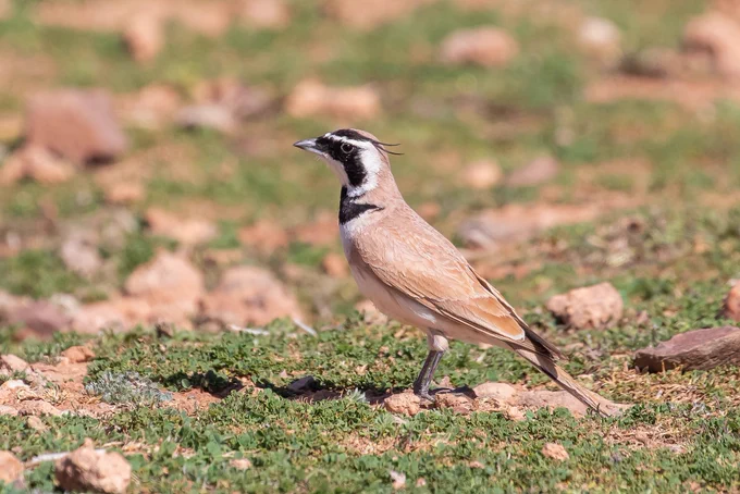 Temminck’s Lark