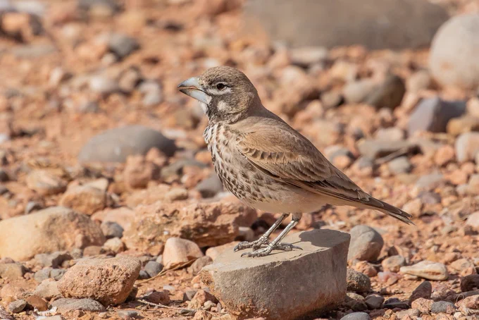 Thick-billed Lark