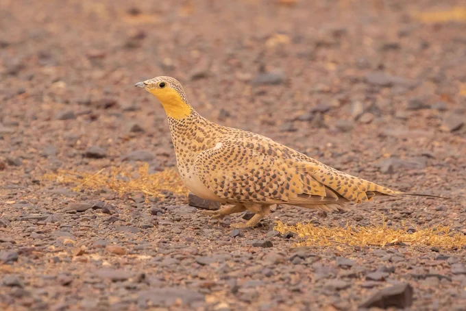 Spotted Sandgrouse