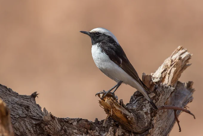 Maghreb Wheatear