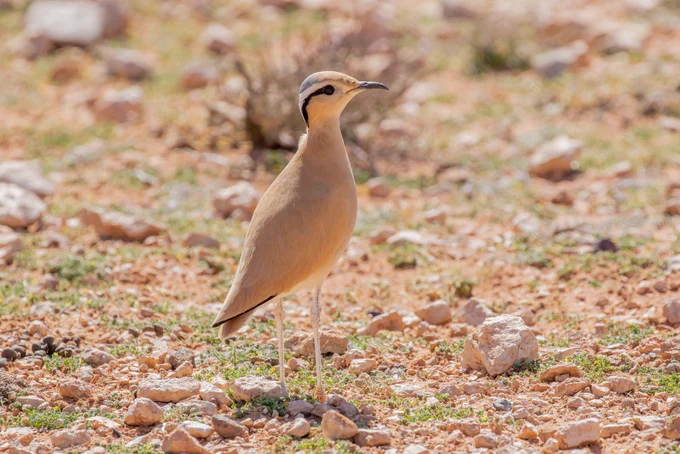 Cream-coloured Courser