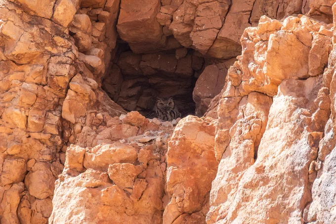 Pharaoh Eagle Owl