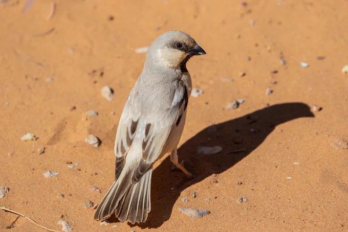 Desert Sparrow