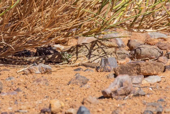 Egyptian Nightjar