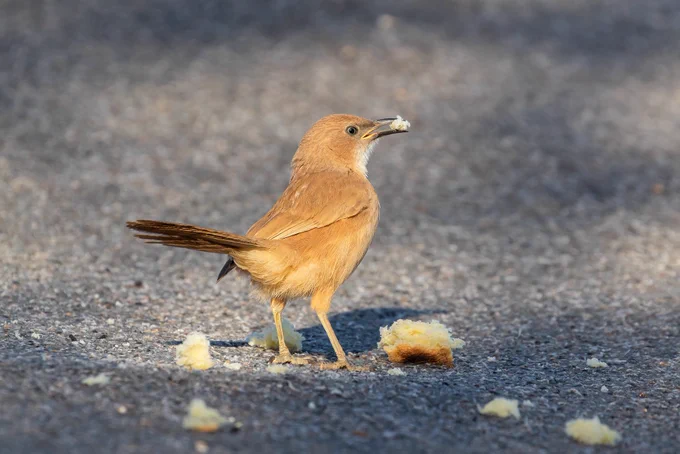 Fulvous Babbler