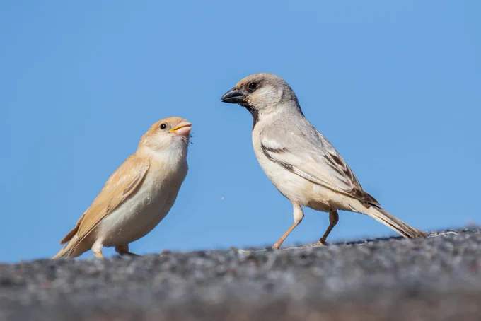Desert Sparrow