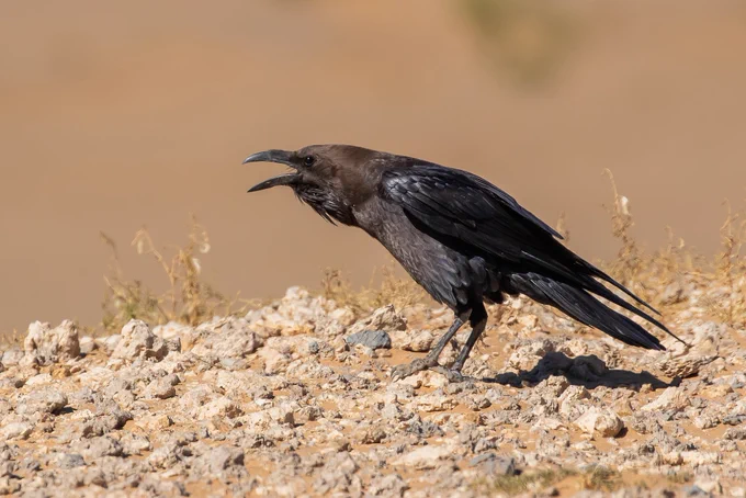 Brown-necked Raven