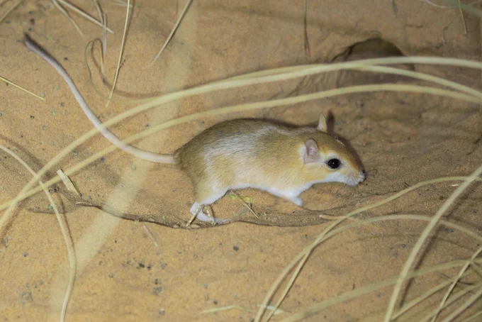 Lesser Egyptian Gerbil