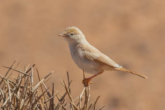 African Desert Warbler