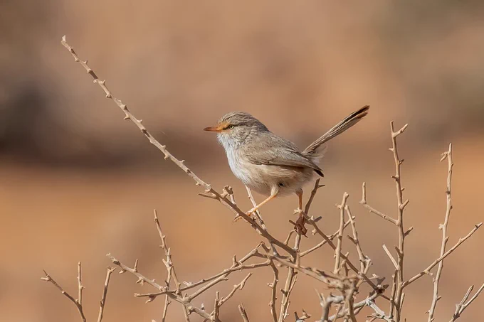 Saharan Scrub Warbler