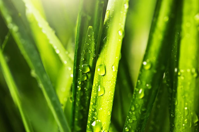 Close-up of fresh green grass blades with water droplets.