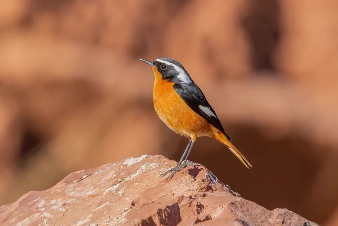 Moussier’s Redstart