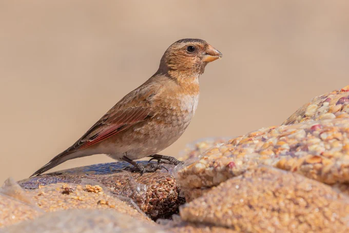 African Crimson-winged Finch