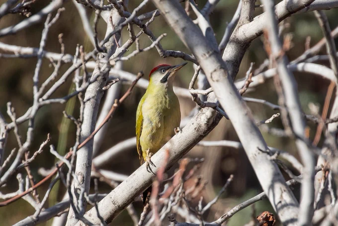 Levaillant’s Woodpecker