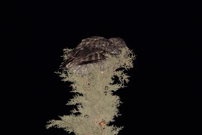 Maghreb Owl