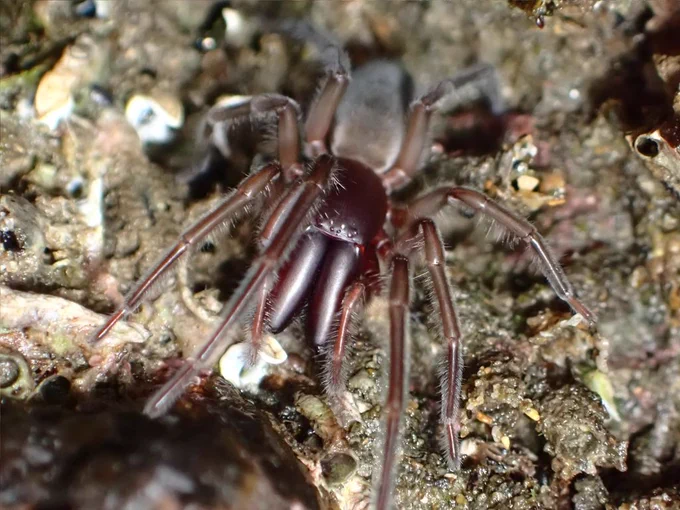 A reddish-brown spider with a large body clings to the rocky intertidal.