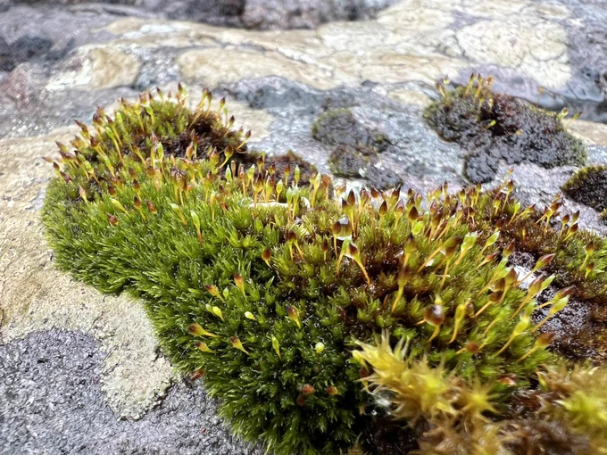 Small green cushions of moss Ulota hutchinsiae on a rock with abundant sporophytes