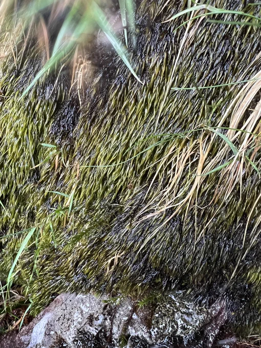 Patch of dark green moss Campylopus setifolius on rock with fine long leaves