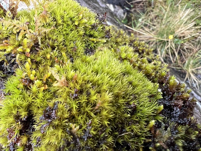 Grimmia ramondii - green moss in cushion on a rock with another moss (Pterogonium gracile) at the edges