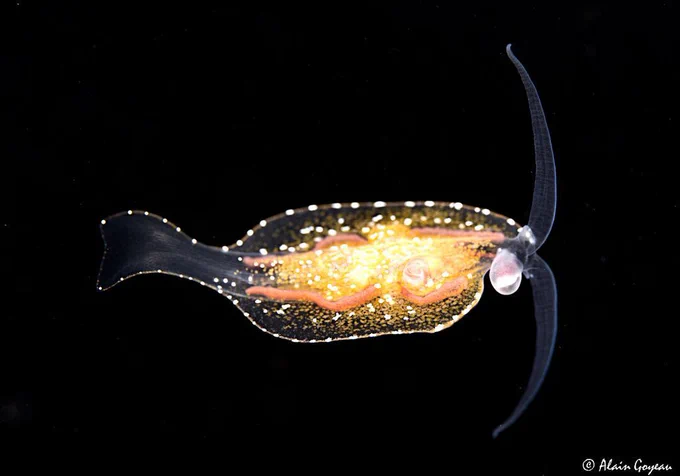 A translucent creature floats against a black background. It has two long rhinophores and bright yellow and orange speckles in its body cavity.