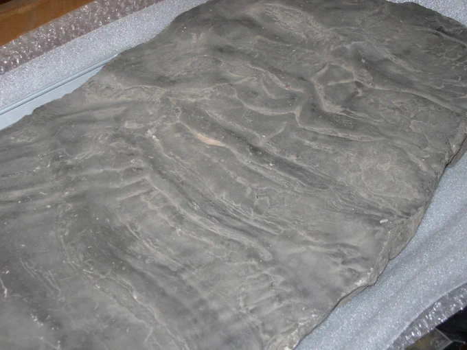 Photograph of a fossil from the Grosvenor's Natural History collection. The fossil is grey stone and shows tide-like ripples on its surface.