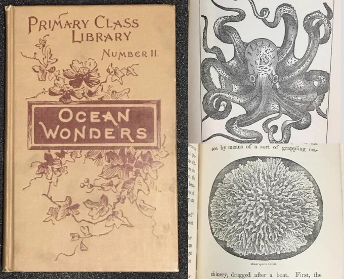 Images from 1890 book “Ocean Wonders”:  Book cover has centered title “Ocean Wonders” with a surrounding flora illustration (cover is a mix of colors maroon and light tan); two additional images are black and white illustrations of marine life: octopus and a coral.