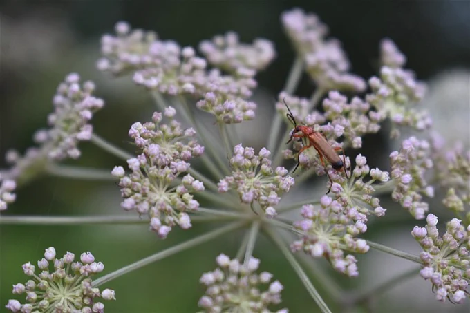 Red soldier beetle on a white  cow parsley flower