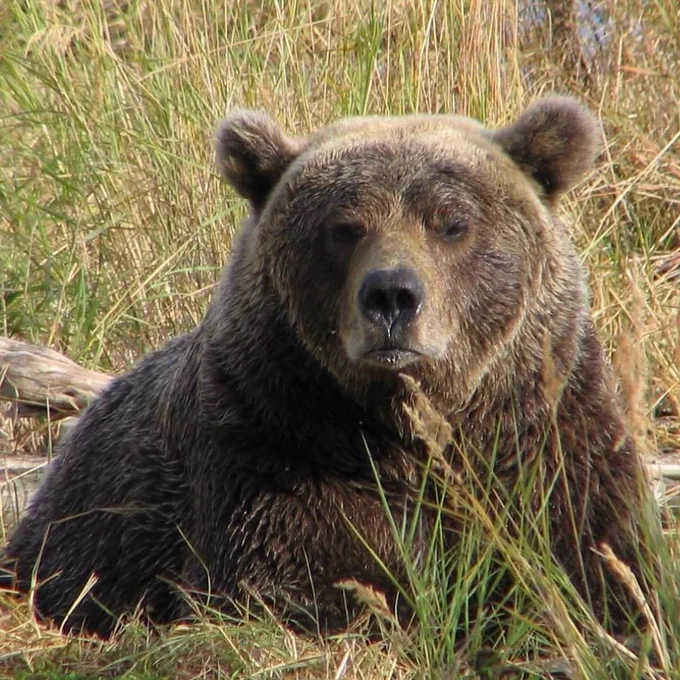A bear sits in grass with a completely "over it" or “resting bear face” expression at Katmai National Park & Preserve.