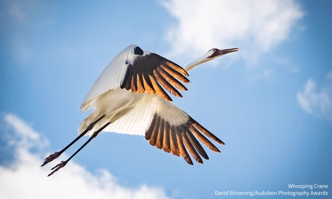A photo of a Whooping Crane soaring against a bright blue sky. Credit: David Browning/Audubon Photography Awards