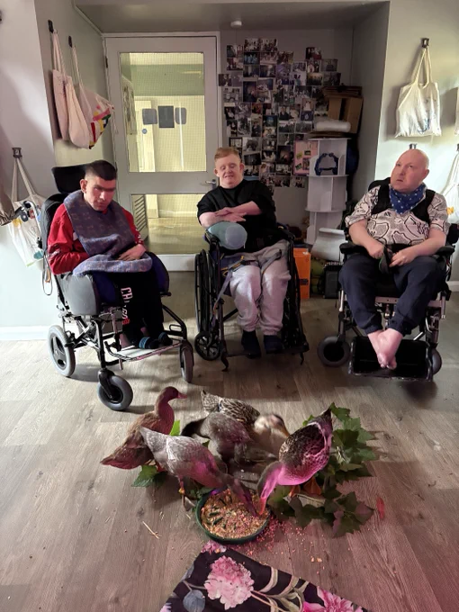 Three men sat in a lounge in a care home watching 5 ducks eating grain from a food bowl.