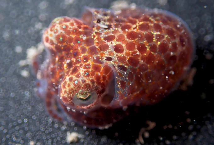 A round squid with red spots viewed from above — the reds have shifted to be slightly darker.