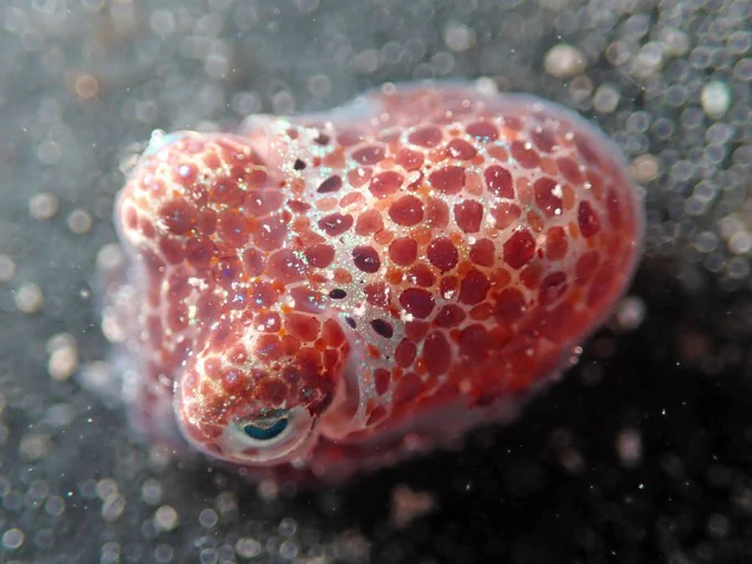 A round squid with red spots viewed from above.