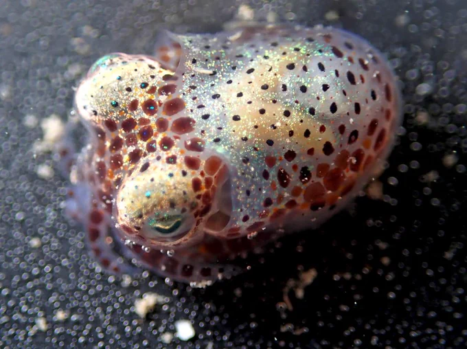 The squid's spots have contracted to be small and black.