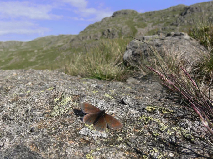 A small, brown butterfly with orange markings on its wings, basking on a granite rock with a craggy outcrop and blue sky behind it.