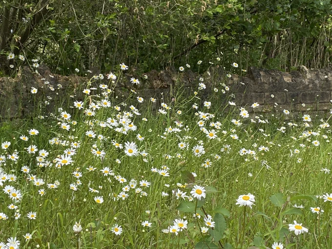 A swathe of Oxeye Daisy against the backdrop of a limestone wall at the entrance to Millennium Green