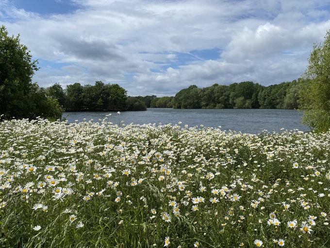 A swathe of Oxeye Daisy against a backdrop of a large lake and trees on the Millennium Green horizon