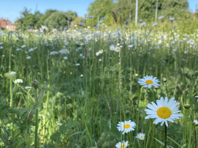 A close up of three Oxeye Daisy against a blurred background.