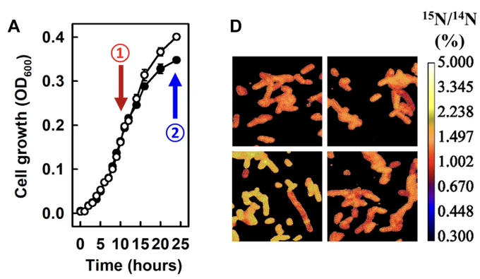 Two panels from Fig. 4 of the paper, showing a growth curve on the left (with the strain expressing the simplified nitrogenase growing better than the negative control), and a nanoSIMS image of 15N incorporation into bacterial cells on the right.