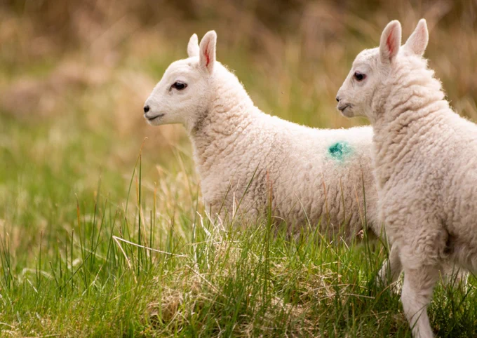 Zwei Lämmer mit weißem Fell und grüner Markierung im Grasland. Die Tiere blicken aufmerksam in dieselbe Richtung. 