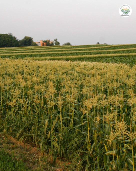 A large cornfield stretches across the landscape, with multiple rows of crops and silos in the distance at a Montgomery County farm.