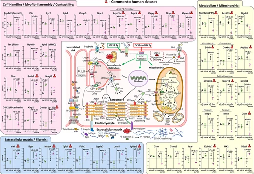 Overview of proteins differentially regulated in atria from the pathological and physiological model, and co-identification in human AF