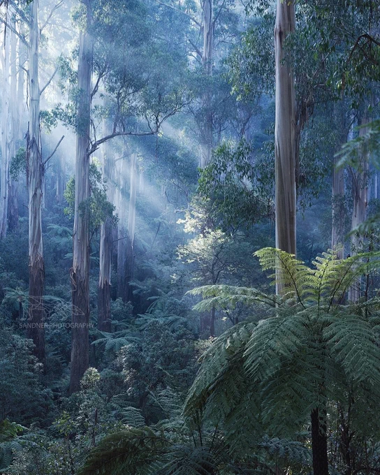 A dense eucalyptus forest in the Dandenong Ranges, bathed in cool morning light. Tall, pale tree trunks rise vertically through the mist, their smooth bark catching scattered rays of sunlight. Ferns fill the understorey in rich green layers, with one large frond in the foreground. Soft beams of light pierce the canopy, illuminating patches of foliage and creating a serene, mystical atmosphere.